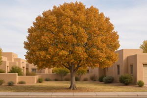 Buttonwood in Autumn