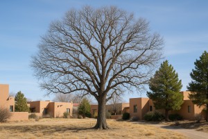 California Black Oak in Winter