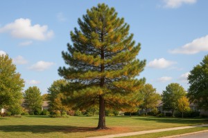 Canary Island Pine in Autumn