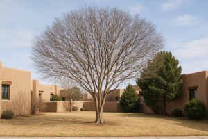 Crape Myrtle in Winter