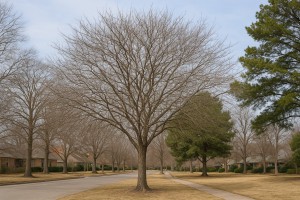 Desert Hackberry in Winter