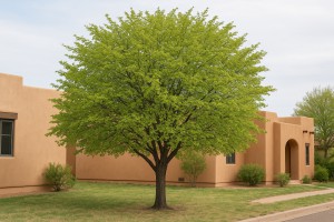 Douglas Hawthorn in Spring