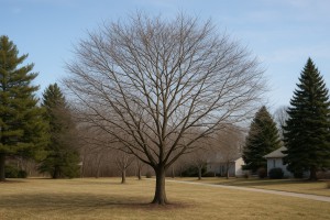 Eastern Redbud in Winter