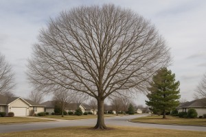 Florida Maple in Winter