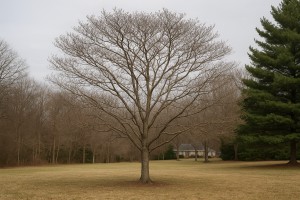 Flowering Dogwood in Winter