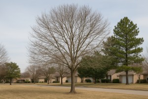 Fringe Tree in Winter