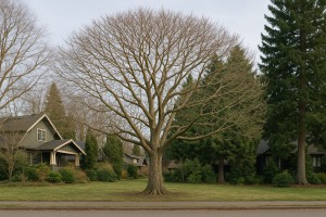 Geiger Tree in Winter