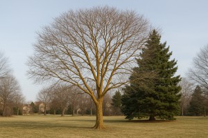 Golden Rain Tree in Winter