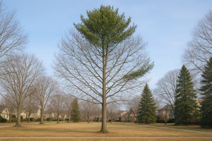 Green Alder in Winter