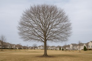 Green Hawthorn in Winter