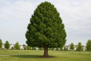 Incense Cedar in the summer