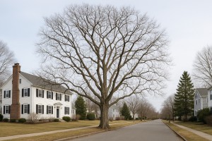 Kentucky Coffeetree in Winter