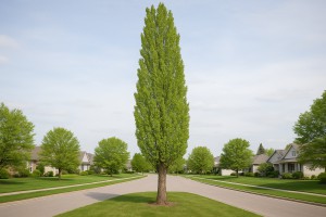 Lombardy Poplar in Spring