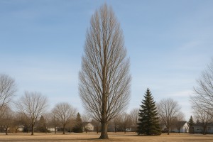 Lombardy Poplar in Winter