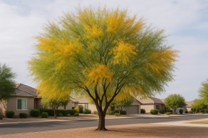 Mexican Palo Verde in Autumn
