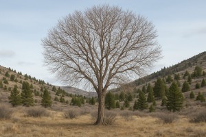Mountain Mahogany in Winter