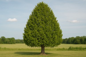 Northern Whitecedar in Spring