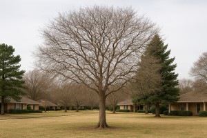 Pacific Crabapple in Winter