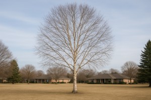 Paper Birch in Winter
