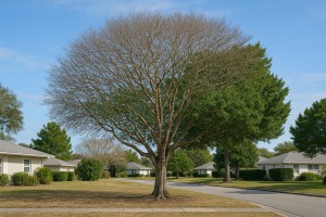 Pigeon Plum in Winter