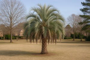 Pindo Palm in Winter