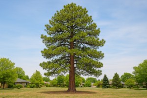 Ponderosa Pine in Spring