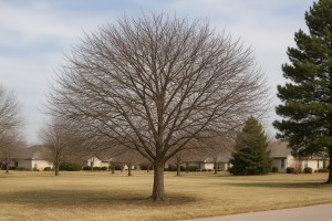 Prairie Crabapple in Winter