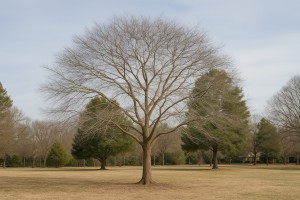 Pride Of Barbados in Winter