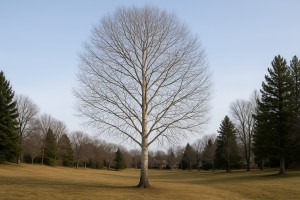 Quaking Aspen in Winter