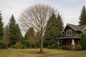 Rose Apple in Winter