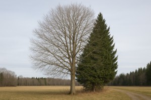 Sitka Alder in Winter