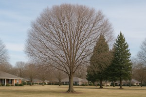 Sitka Willow in Winter