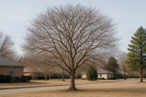 Southern Crabapple in Winter