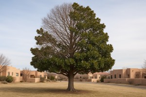 Southern Magnolia in Winter