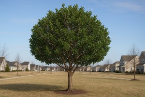 Strawberry Guava in Winter