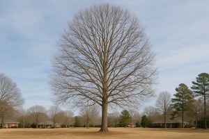 Tulip Poplar in Winter