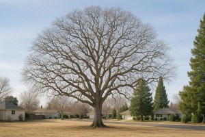 Valley Oak in Winter