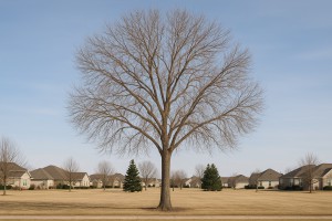 Velvet Ash in Winter