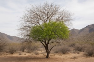 Velvet Mesquite in Winter