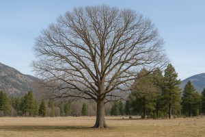 Water Oak in Winter