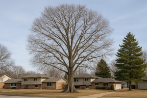 Water Tupelo in Winter