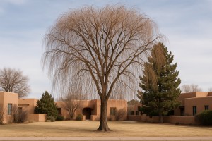 Weeping Willow in Winter
