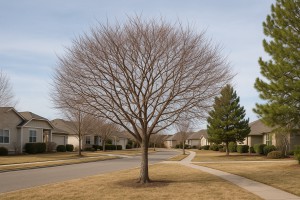 Western Redbud in Winter