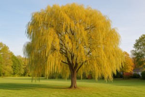 Willow in Autumn