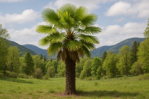 Windmill Palm in Spring