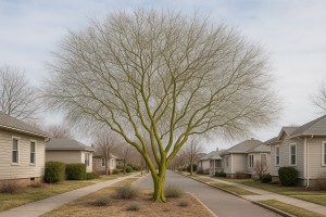 Yellow Palo Verde in Winter